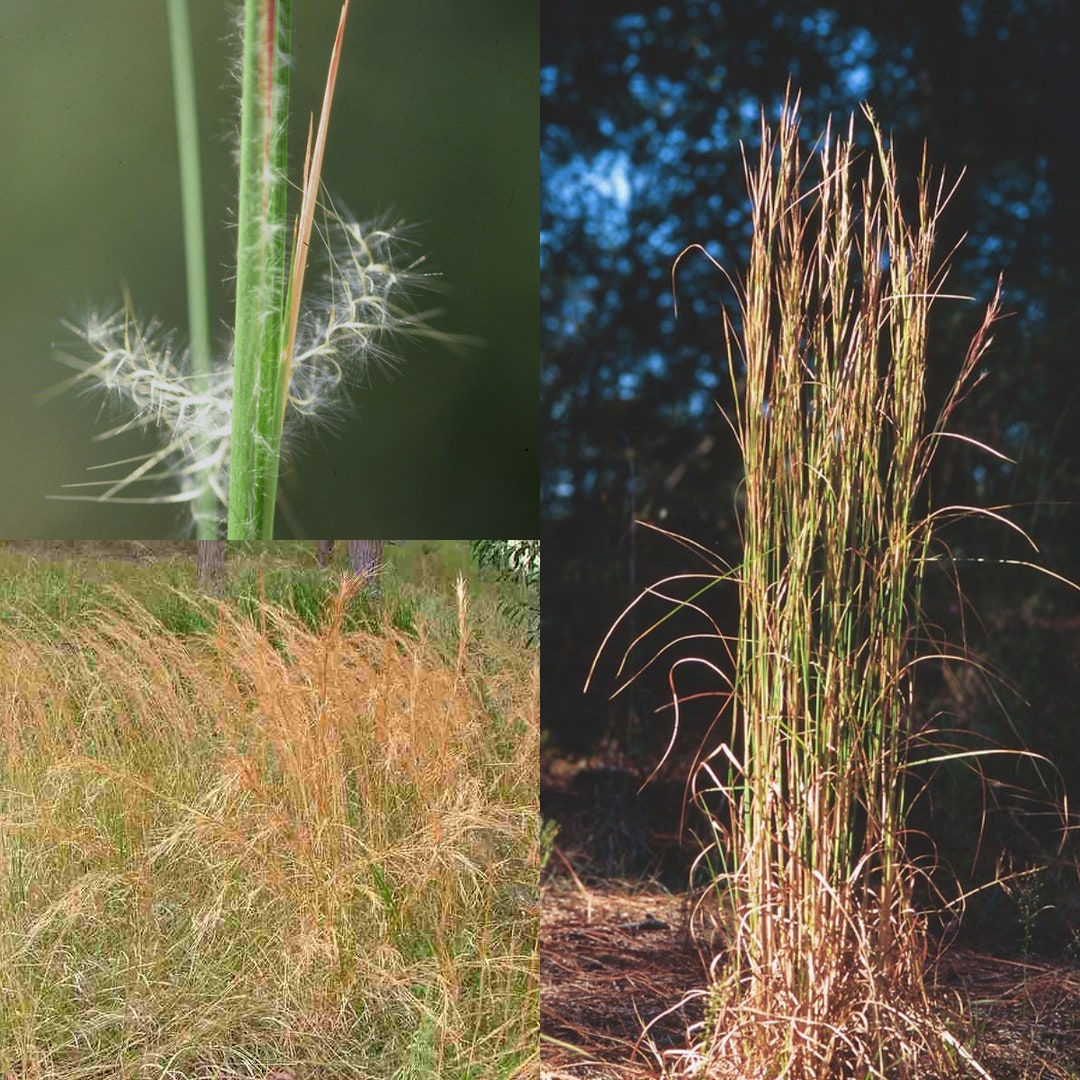 Seeds for Planting, Andropogon Virginicus Seeds, Broomsedge Bluestem