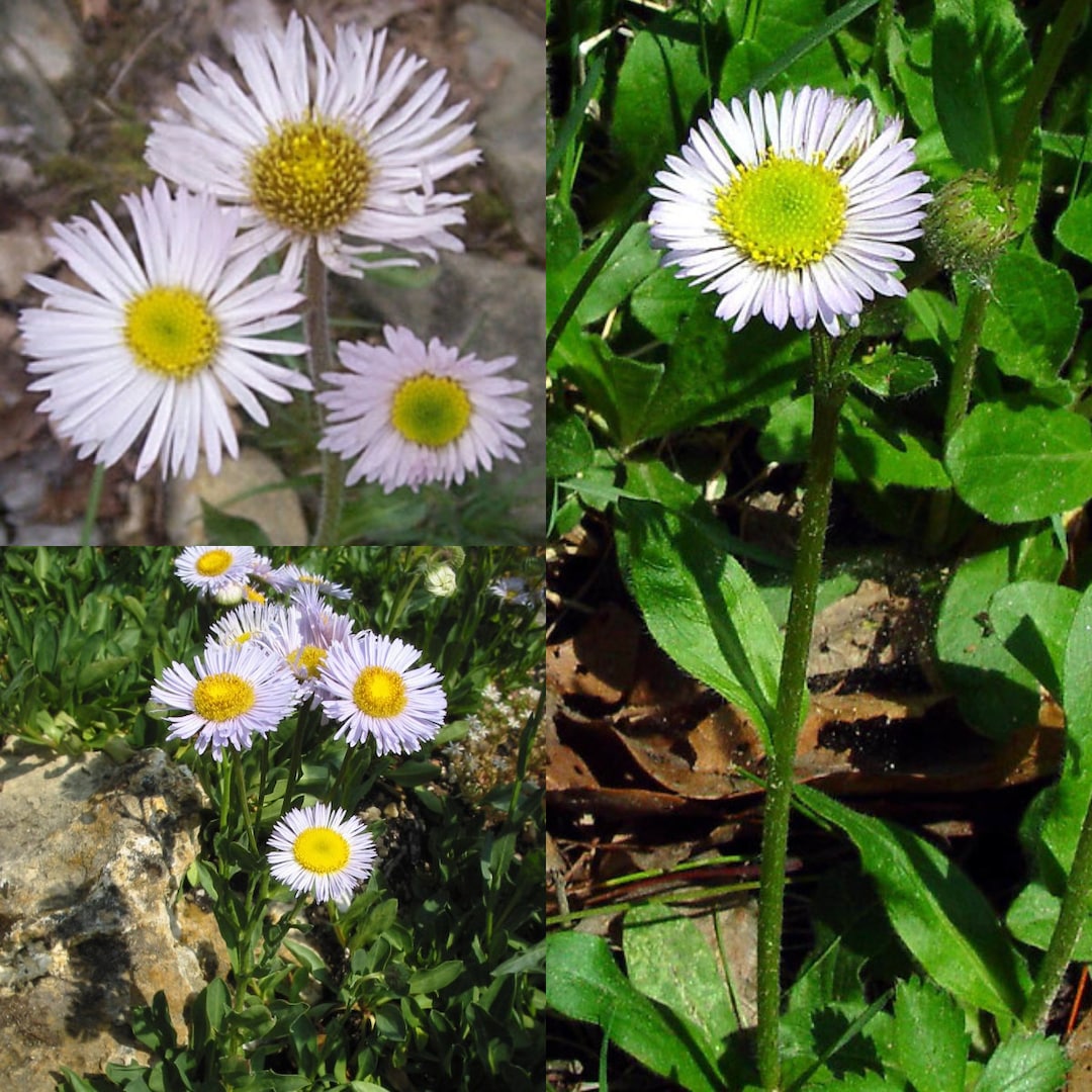Seeds for Planting, Erigeron Pulchellus Seeds, Robin's Plantain, Blue