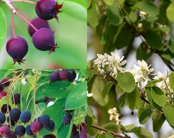 Canadian Serviceberry Amelanchier Canadensis Rare 5 seeds UK SELLER
