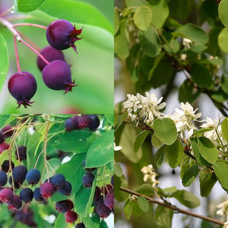 Seeds for planting, Amelanchier canadensis seeds, Canadian Serviceberry, Shadblow, Downy Serviceberry, Shadbush, bulk wholesale seed. image 1