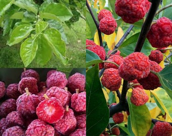 Seeds for planting, Cudrania tricuspidata seeds, Silkworm Tree, Chinese Mulberry, Cudrang, Silkworm Thorn,~ bulk wholesale seeds.