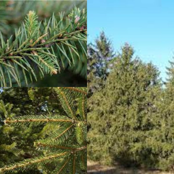 Seeds for planting, Picea abies North America seeds, Picea excelsa North America, Norway Spruce,~ bulk wholesale seed.