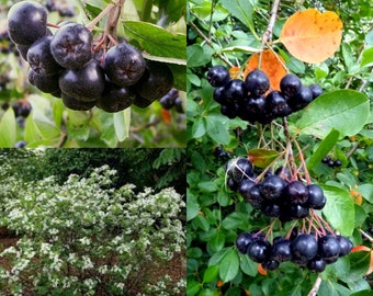 Seeds for planting, Aronia melanocarpa seeds, BlackChokeberry, Blackseeded Chokeberry, ~ bulk wholesale seed