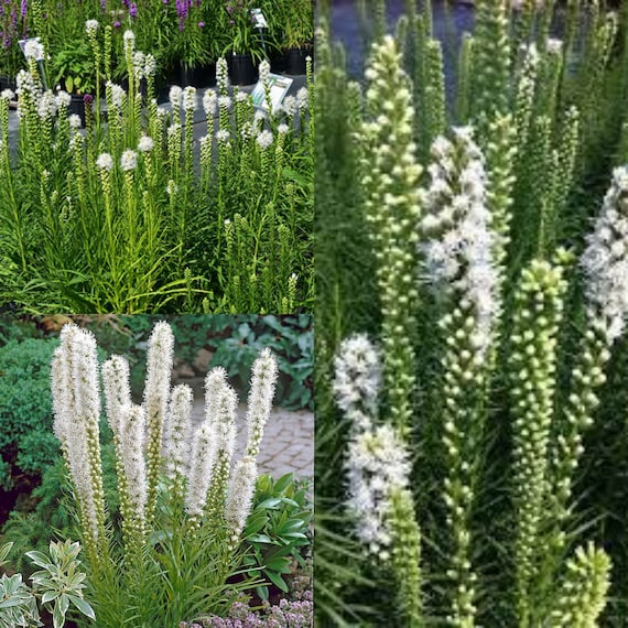 Seeds for Planting Liatris Spicata Floristan White Seeds Etsy