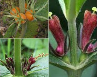 Seeds for planting, Triosteum perfoliatum seeds, common horsegentian,~ bulk wholesale seed.
