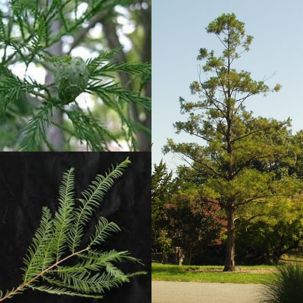 Seeds for planting, Glyptostrobus pensilis seeds, Chinese Swamp Cypress, ~ bulk wholesale seed.