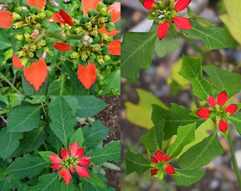 Seeds for planting, Euphorbia cyathophora seeds, dwarf poinsettia, fire-on-the-mountain, paintedleaf, ~ bulk wholesale seed.