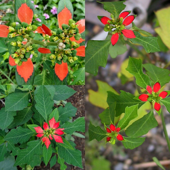 Seeds for planting, Euphorbia cyathophora seeds, dwarf poinsettia,  fire-on-the-mountain, paintedleaf, ~ bulk wholesale seed.