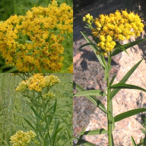 May include: Close-up of goldenrod flowers in full bloom. The bright yellow flowers are clustered together, creating a vibrant display. The image also shows the plant's green leaves and stem, highlighting the natural beauty of the plant.