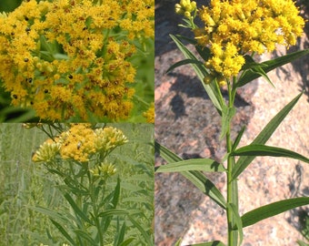 Seeds for planting, Euthamia graminifolia seeds, grass-leaved goldenrod, flat-top goldentop,~ bulk wholesale lot 500 seed.