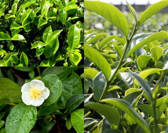 Seeds for planting, Camellia sinensis seeds, Tea, Tea Plant, ~ bulk wholesale seed