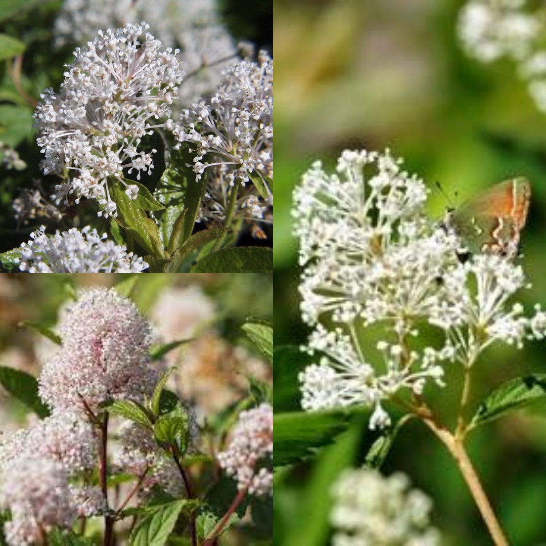 Seeds for Planting Ceanothus Americanus Seeds New Jersey Etsy
