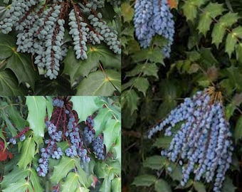 Seeds for planting, Berberis bealei seeds, leatherleaf mahonia, Beale's barberry, Oregon grape, ~ bulk wholesale seed