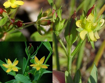 Seeds for planting, Hypericum majus seeds, greater Canadian St. John's wort, ~ bulk wholesale seed.