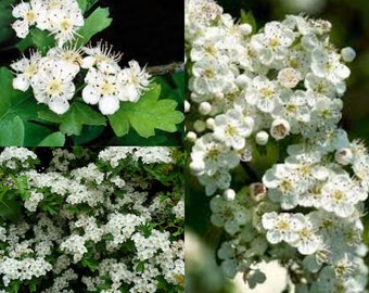 Seeds for planting, Crataegus monogyna seeds, Oneseed Hawthorn, Singleseed Hawthorn, European Hawthorn,~ bulk wholesale seeds.