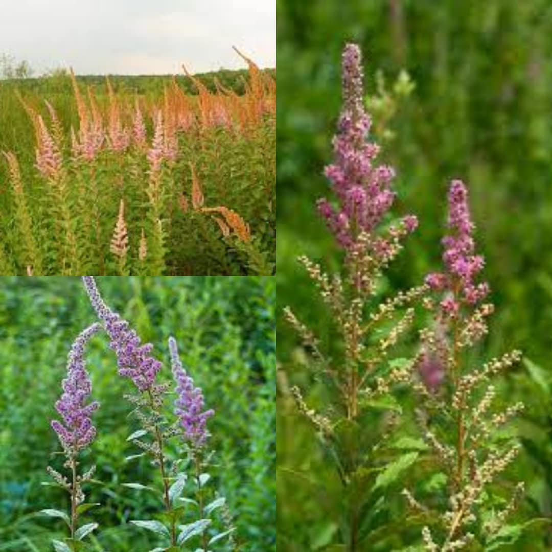 Seeds for Planting, Spiraea Tomentosa Seeds, Steeplebush, Bulk