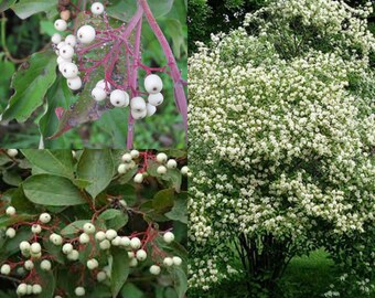 Seeds for planting, Cornus racemosa seeds, Gray Dogwood, Northern Swamp Dogwood, ~ bulk wholesale lot seed.