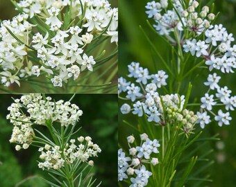 Seeds for planting, Asclepias verticillata seeds, whorled milkweed, eastern whorled milkweed, ~ bulk wholesale lot 100 seed.