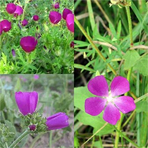 May include: Close-up of a purple flower with five petals. The flower is in focus, while the green leaves and stems are blurred in the background.