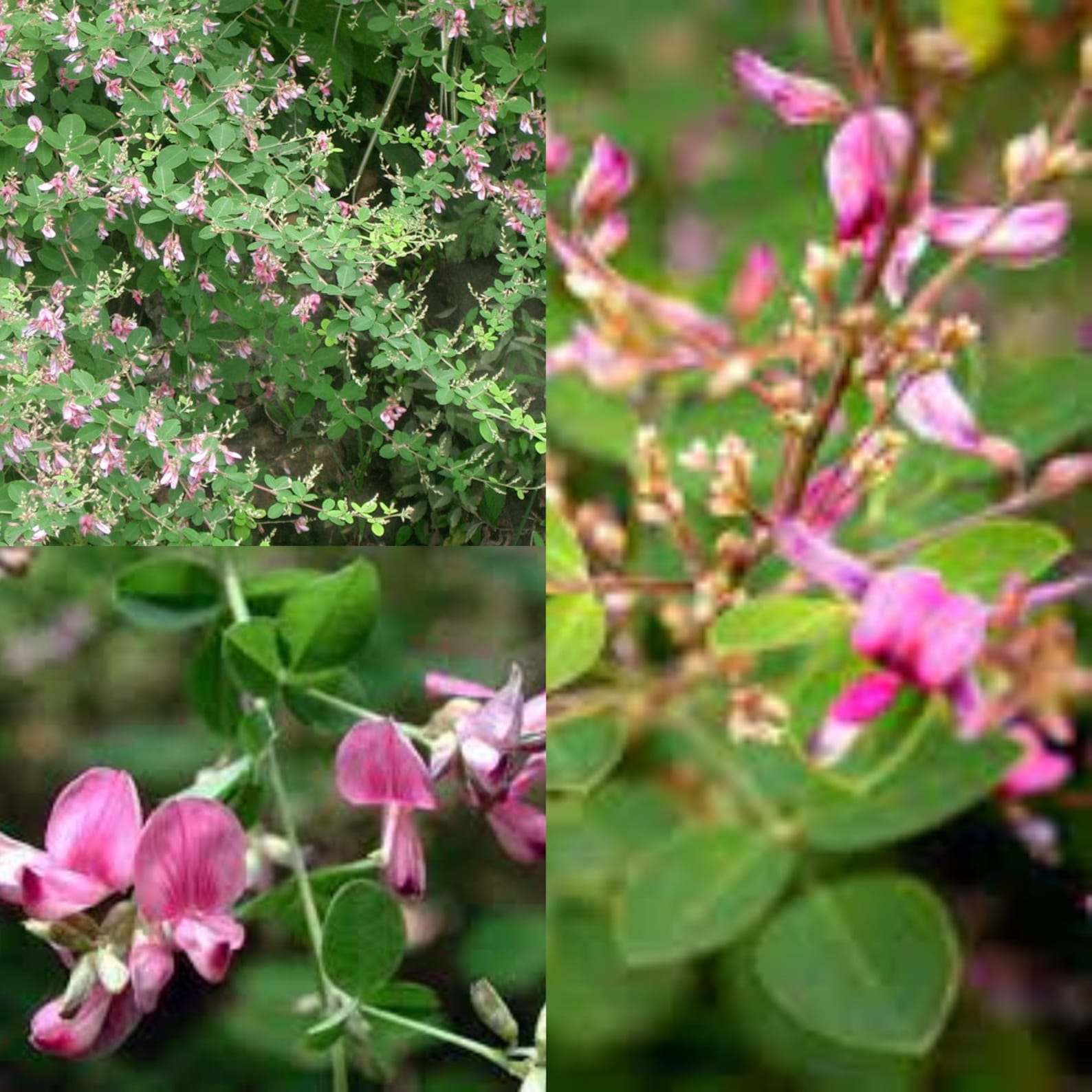 Seeds for Planting Lespedeza Bicolor Seeds Shrub Lespedeza Etsy