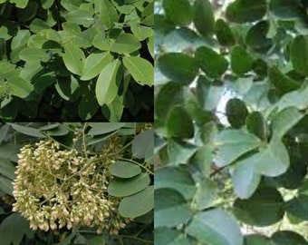 Seeds for planting, Dalbergia hupeana seeds, Hardy Rosewood,~ bulk wholesale seeds.