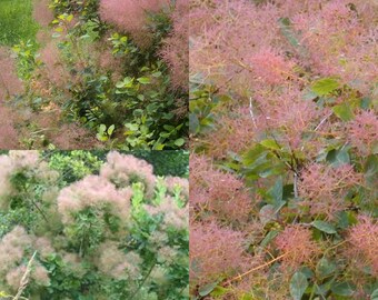 Seeds for planting, Cotinus coggygria seeds, European Smoketree, Common Smoketree, Smoke Bush,~ bulk wholesale seeds.