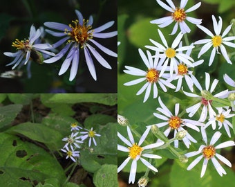 Seeds for planting, Eurybia macrophylla seeds, bigleaf aster, large-leaved aster, largeleaf aster, bigleaf wood aster,~ bulk wholesale seed.