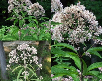 Seeds for planting, Eutrochium fistulosum seeds, hollow Joe-Pye, trumpetweed, purple thoroughwort, ~ bulk wholesale seed.