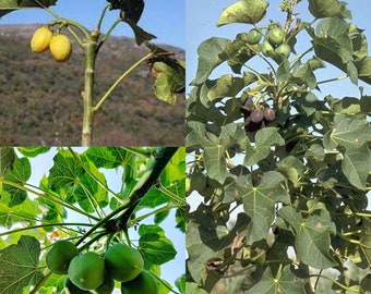 Seeds for planting, Jatropha curcas seeds,  Barbados Nut, Physic Nut~ bulk wholesale lot 11 seed.