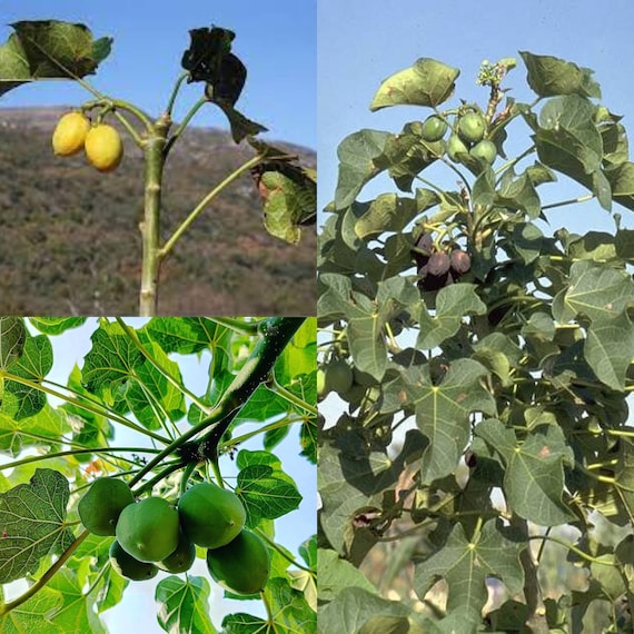 Seeds for planting, Jatropha curcas seeds, Barbados Nut, Physic Nut~ bulk  wholesale lot 11 seed.