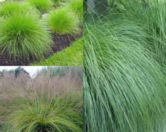 Seeds for planting, Sporobolus heterolepis seeds, Prairie dropseed, Northern dropseed,~ bulk wholesale seed.