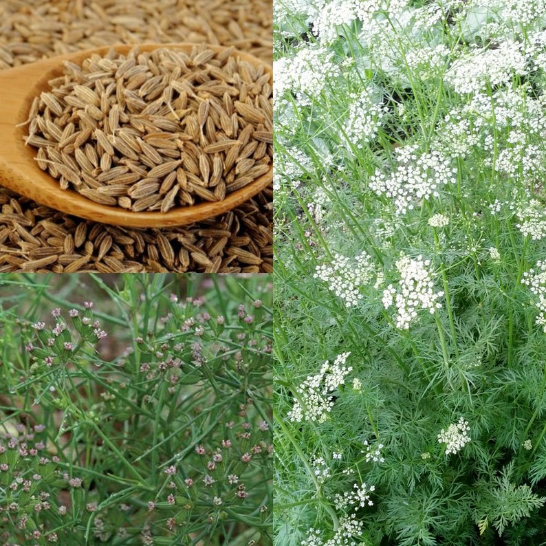 Seeds for Planting, Cuminum Cyminum Seeds, Cumin, Cummin, Jeera, Bulk
