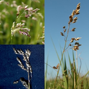 Bison Sweet Grass Seeds - Etsy