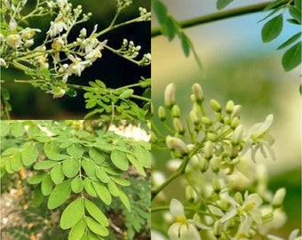 Seeds for planting, Moringa oleifera seeds, Horseradishtree, Drumstick Tree, Benzoil tree, Ben Oil tree,~ bulk wholesale seed.