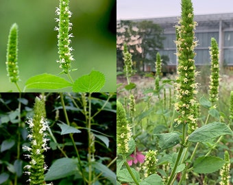 Seeds for planting, Agastache nepetoides seeds, yellow giant hyssop, ~ bulk wholesale lot 1000 seed.