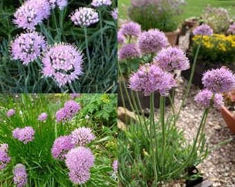 Seeds for planting, Allium senescens seeds, Ornamental Onion, German Garlic, Curley Chives,~ bulk wholesale lot 44 seed.