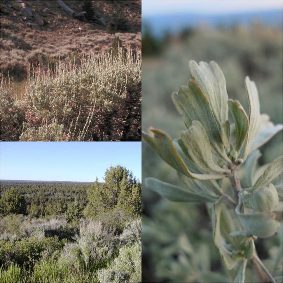 50+ Mountain Big Sagebrush Seeds (Artemisia Tridentata Vaseyana) - Great For Planting, Xeriscaping, Wildlife Habitat 1 thumbnail image