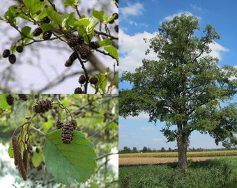 Seeds for planting, Alnus glutinosa seeds, European Alder,~ bulk wholesale seed.