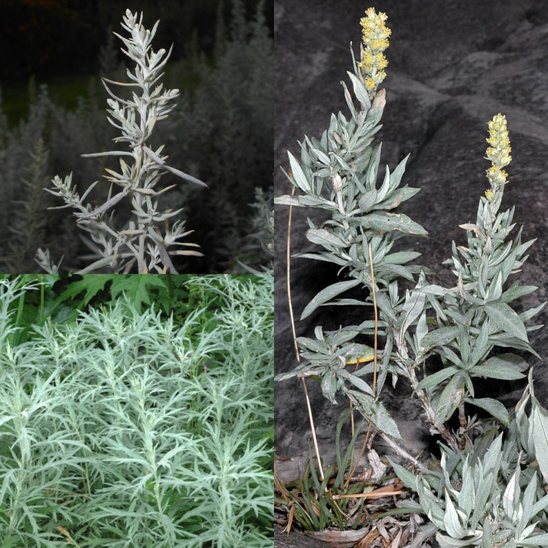 Seeds for planting, Artemisia ludoviciana seeds, prairie sage, silver wormwood, western mugwort, Louisiana wormwood, bulk wholesale seed. image 1