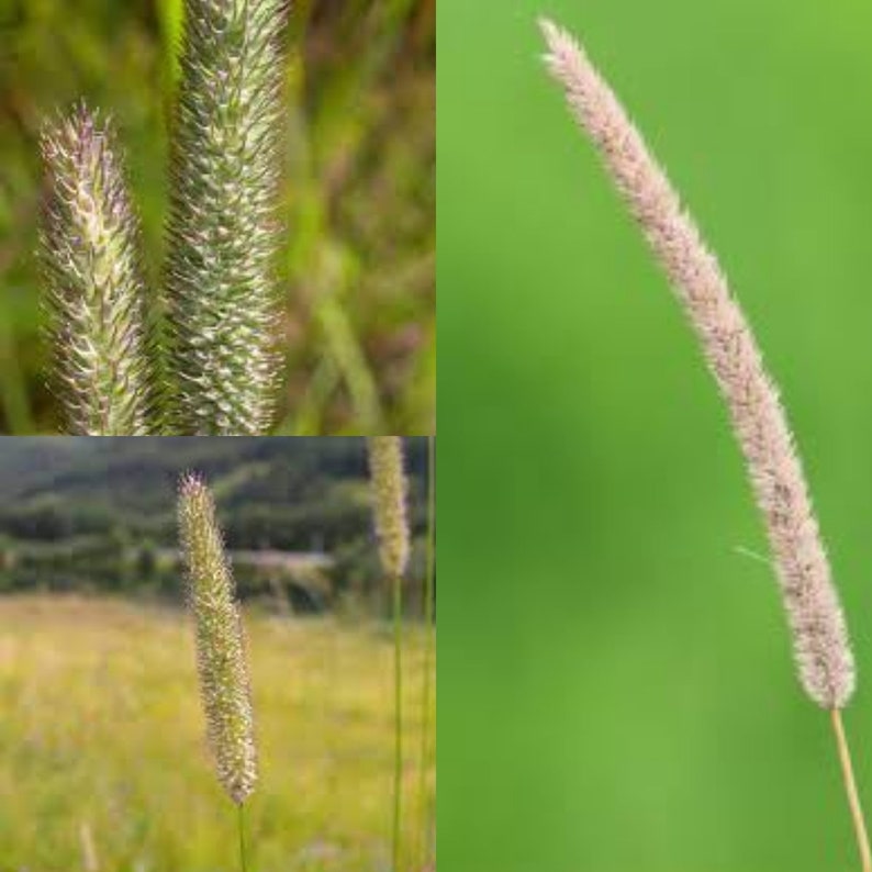 Seeds for planting, Phleum pratense seeds, Timothy, Timothy Grass, bulk wholesale seed. image 1