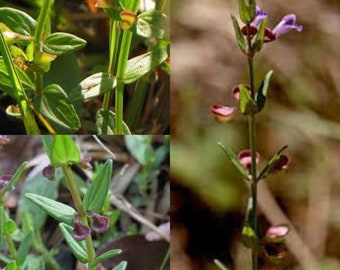 Seeds for planting, Scutellaria leonardii seeds, Leonards Skullcap, Small Skullcap,~ bulk wholesale lot 100 seeds.