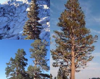 Seeds for planting, Pinus contorta murrayana seeds, Lodgepole Pine,~ bulk wholesale seed.