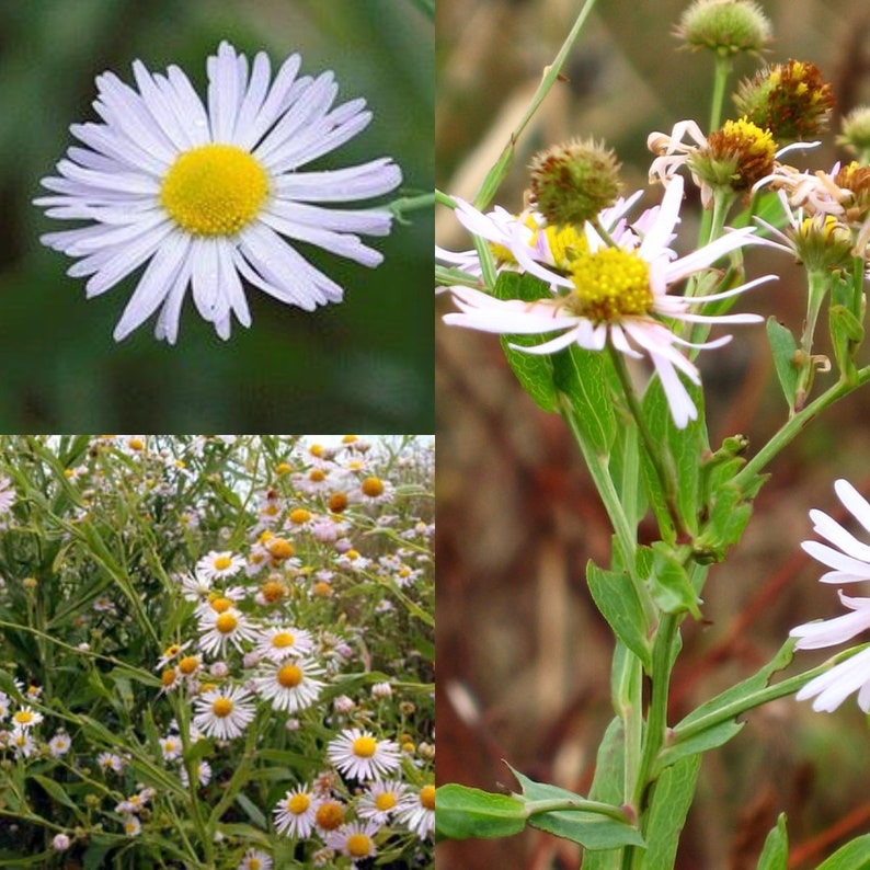 Seeds for planting, Boltonia decurrens seeds, ecurrent aster, claspingleaf doll's daisy, bulk wholesale seed. image 1