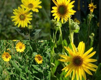 Seeds for planting, Helianthus mollis seeds, downy sunflower, ashy sunflower, ~ bulk wholesale seed.