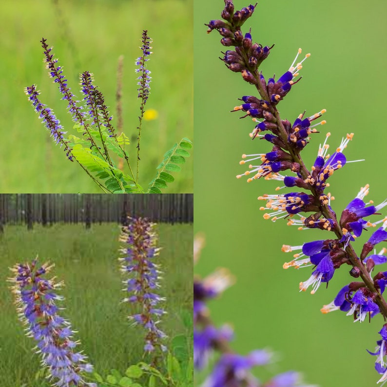 Seeds for planting, Amorpha georgianaconfusa seeds, Georgia FalseIndigo, FalseIndigo, Savannah Indigobush, bulk wholesale seed. afbeelding 1