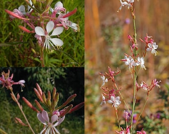 Gaura Seeds, Gaura Lindheimeri Seeds, Flower Seeds, Butterfly Garden Seeds  - Etsy