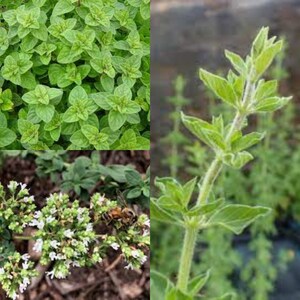 May include: Close-up of oregano plants with green leaves and white flowers. The plants are growing in a garden setting.