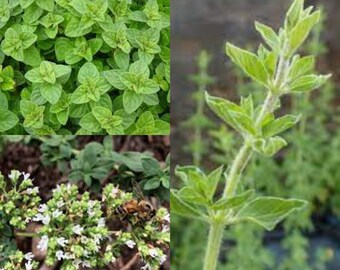 Seeds for planting, Origanum vulgare Hirtum seeds, Greek Oregano,~ bulk wholesale seed.