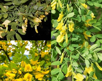 Seeds for planting, Caragana arborescens seeds,  Siberian Peashrub, Siberian PeaTree, ~ bulk wholesale seed