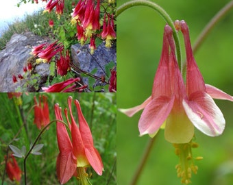 Seeds for planting, Aquilegia canadensis seeds, columbine, canada columbine, eastern red columbine, wild columbine, ~ bulk wholesale seed.